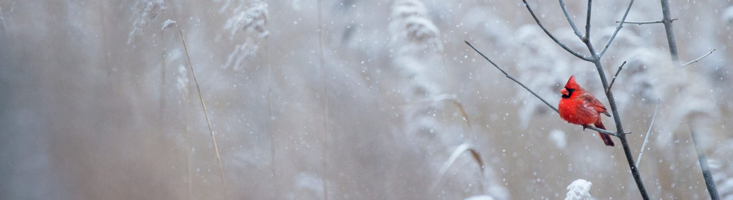 Robins and snow during a Pocono Mountain Winter