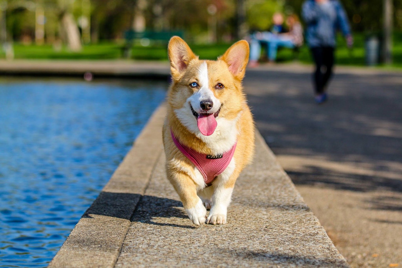 Corgi with Heterochrmoia