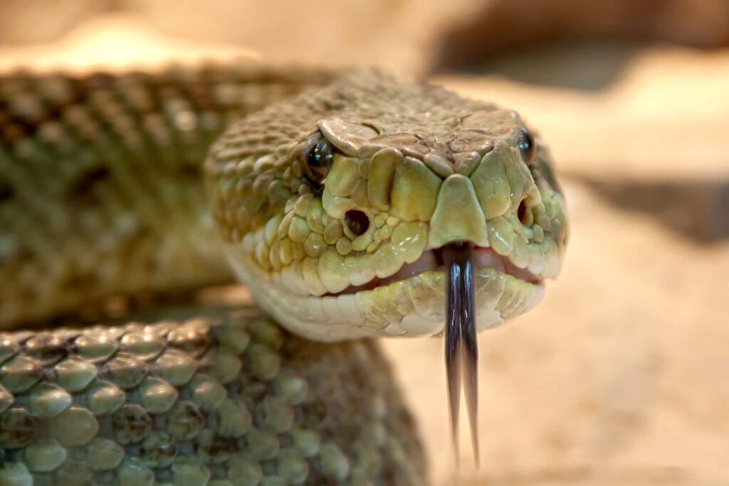 Pocono Snake and Animal Farm Pocono Mountain Rentals
