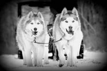 Mush! Mush! Mush with Dog Sledding in the Poconos!