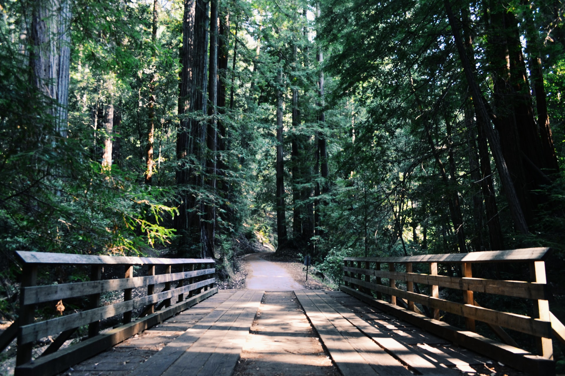 bridge in the woods