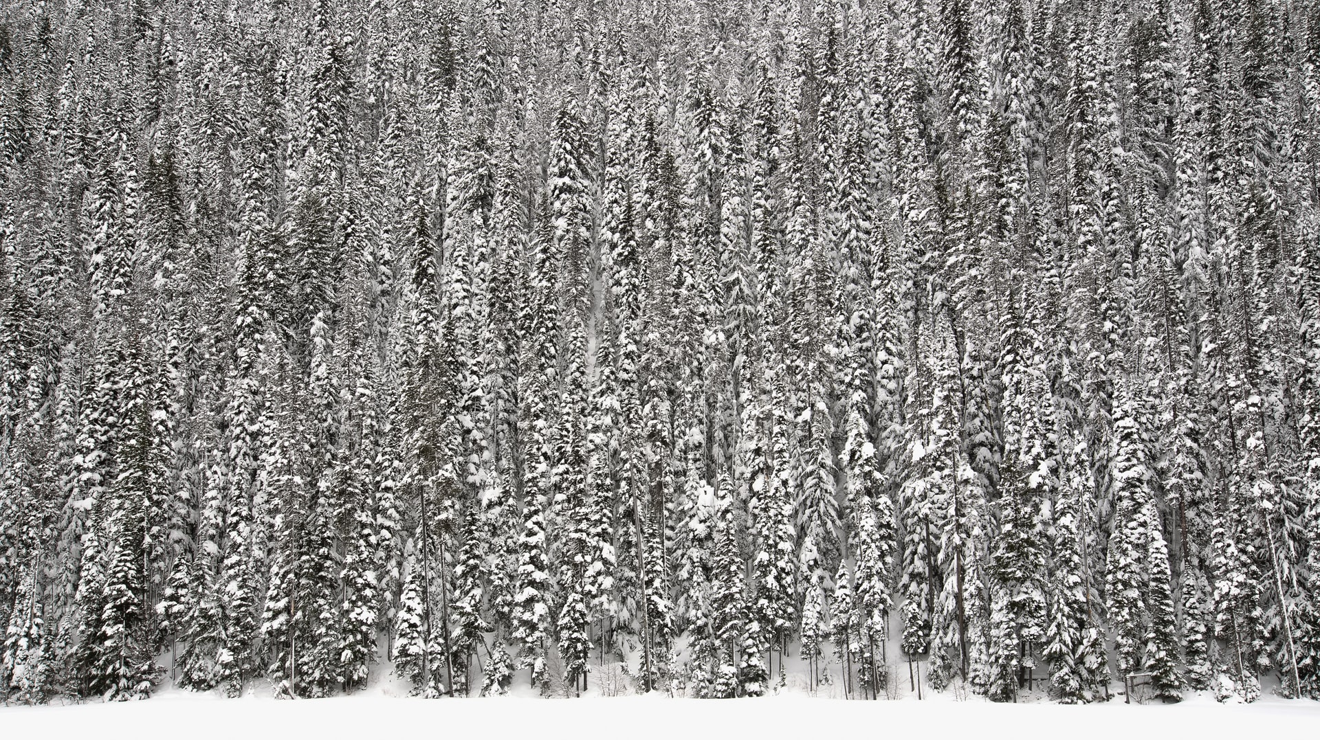 snow covered trees in a forest