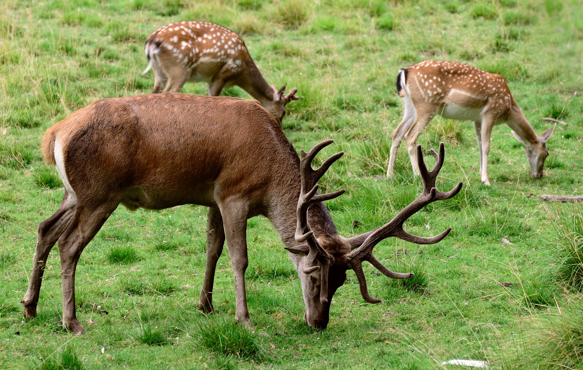 deer grazing on grass