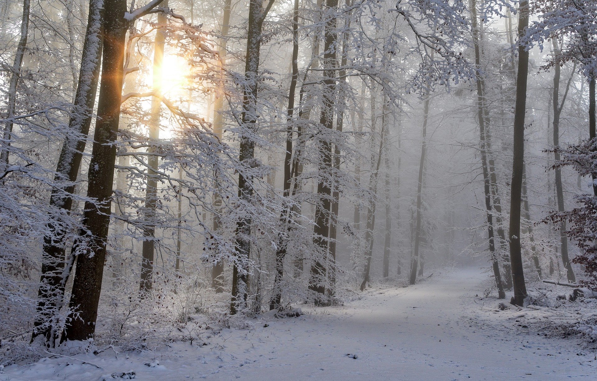 road in trees with snow