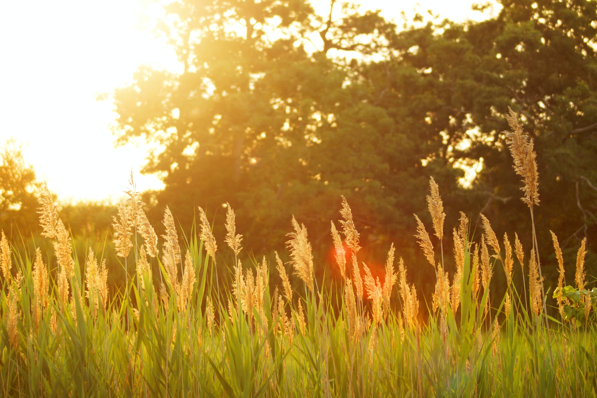 field of wheat