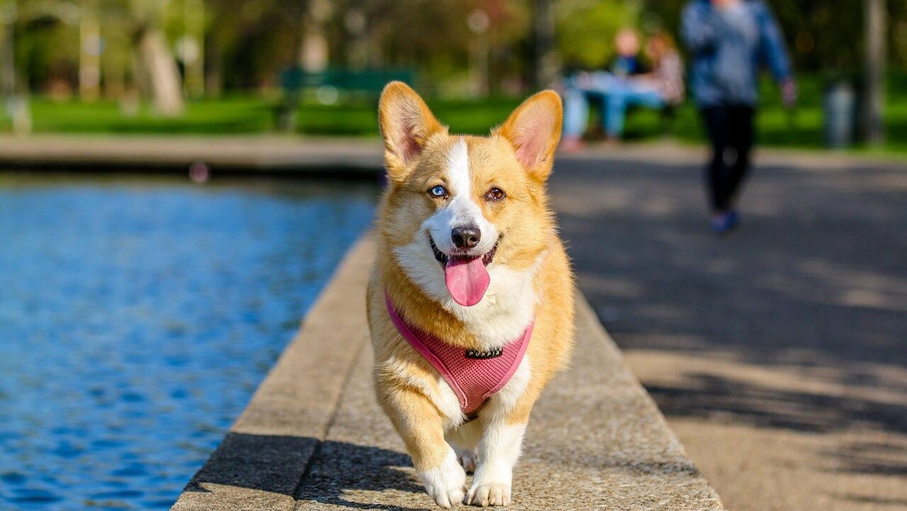 View our Pocono Mountains pet-friendly rentals