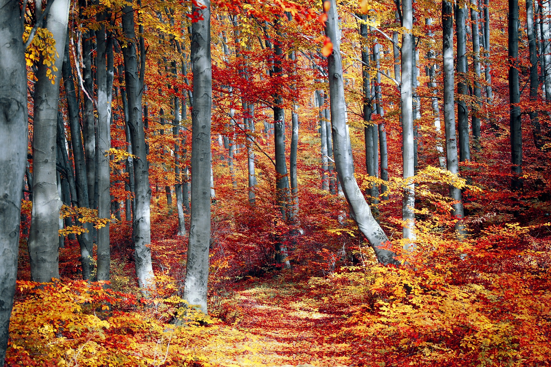 Stunning fall foliage like you can find in fall in the Pocono Mountains.