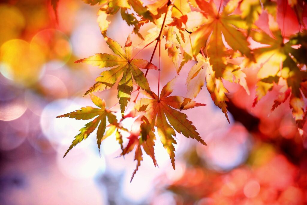 Leaves falling during Fall in the Poconos.