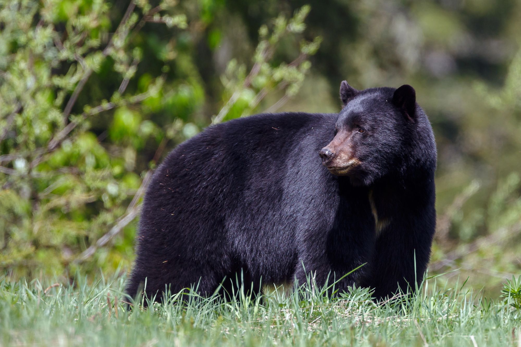 Wildlife Watching in the Poconos: A Family Adventure for All Ages